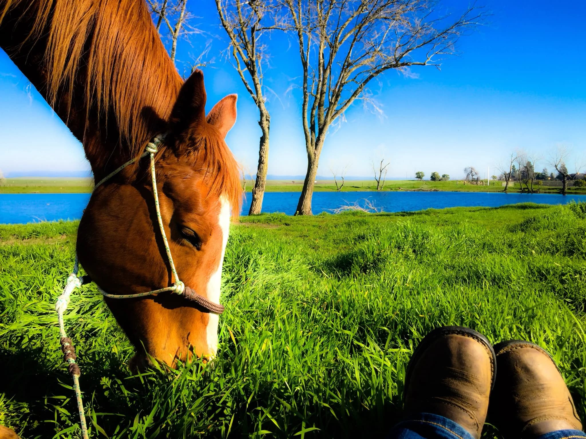 Horse in barn